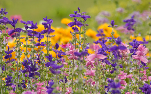 485571 (a): :2560x1600